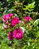 Oso Easy Peasy rose photo