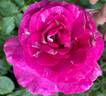 Sweet Intoxication rose photo
