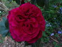 Fisherman's Friend® rose photo