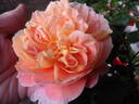 The Impressionist ™ rose photo