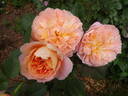 The Impressionist ™ rose photo