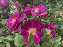 International Herald Tribune rose photo