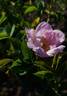 Canina Abbotswood rose photo