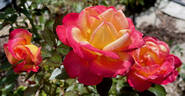 Enchanted Peace™ rose photo
