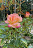 Enchanted Peace™ rose photo