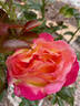 Enchanted Peace™ rose photo