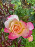 Enchanted Peace™ rose photo