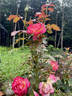 Enchanted Peace™ rose photo