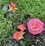 Enchanted Peace™ rose photo