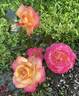 Enchanted Peace™ rose photo