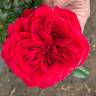 Rosemantic Red rose photo