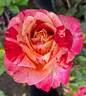 Avant-Garde rose photo