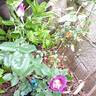 Pacific Dream rose photo