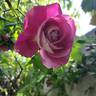 Baronne Edmond de Rothschild, Cl. rose photo