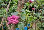 Lavender Meillandina ® rose photo