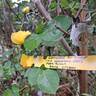 Comtesse du Barry ® rose photo