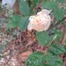 Desdemona rose photo