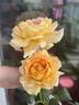Fun in the Sun™ rose photo