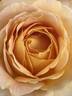 Fun in the Sun™ rose photo