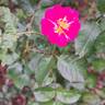 Ariel ® rose photo