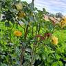 Bordure d'Or® rose photo