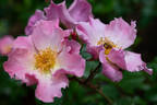 Sparrieshoop rose photo