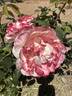 Spiced Coffee rose photo