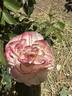 Spiced Coffee rose photo