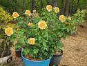 Sunny Sky rose photo