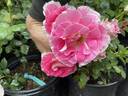 Regensberg rose photo