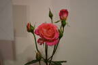 Annie's Song rose photo
