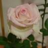 Fairy Tale Queen rose photo