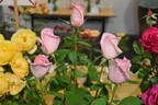 Fairy Tale Queen rose photo