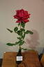 El Toro rose photo