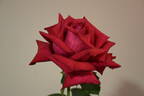 El Toro rose photo