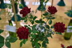 Red Gem rose photo