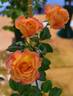 Joyce Abounding rose photo