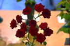 Red Cascade rose photo