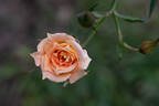 Heavenly Days rose photo