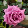 Wistful ™ rose photo