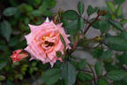 Heavenly Days rose photo
