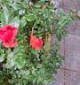 Havanna rose photo