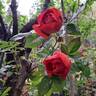 Havanna rose photo