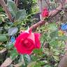 Joli coeur ® rose photo
