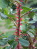 Feroxia rose photo