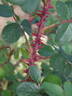 Feroxia rose photo