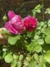 Princess Anne rose photo
