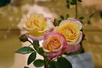 Joyce Abounding rose photo