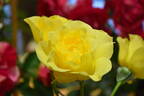The Golden Child rose photo