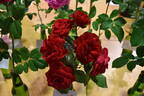 Europeana rose photo